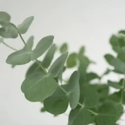 Eukalyptus - Set om 2 - Eucalyptus 'Pulverulenta' - Höjd 25-40cm - ⌀13cm Krukväxter Inomhus