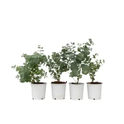 Eukalyptus - Set om 6 - Eucalyptus 'Pulverulenta' - Höjd 25-40cm - ⌀12cm Krukväxter Inomhus