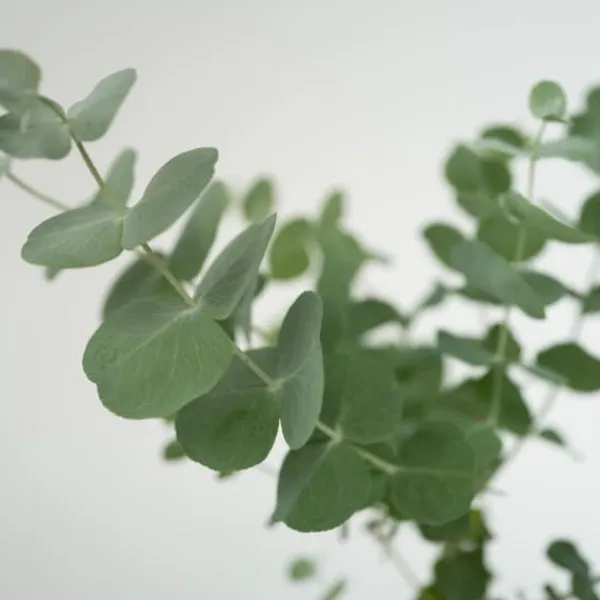 Eukalyptus - Set om 6 - Eucalyptus 'Pulverulenta' - Höjd 25-40cm - ⌀12cm Krukväxter Inomhus