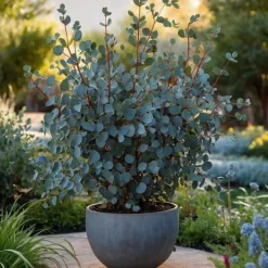 Eukalyptus - Set om 2 - Eucalyptus 'Silver Dollar' - Höjd 90-110cm - ⌀19cm