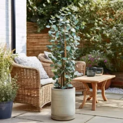 Eukalyptus - Set om 2 - Eucalyptus 'Silver Dollar' - Höjd 90-110cm - ⌀19cm