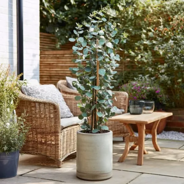 Eukalyptus - Set om 2 - Eucalyptus 'Silver Dollar' - Höjd 90-110cm - ⌀19cm