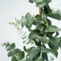 Eukalyptus - Set om 2 - Eucalyptus 'Silver Dollar' - Höjd 90-110cm - ⌀19cm