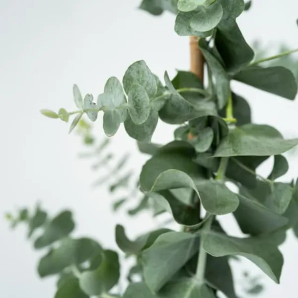 Eukalyptus - Set om 2 - Eucalyptus 'Silver Dollar' - Höjd 90-110cm - ⌀19cm