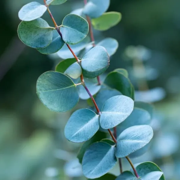 Eukalyptus - Set om 2 - Eucalyptus 'Silver Dollar' - Höjd 90-110cm - ⌀19cm