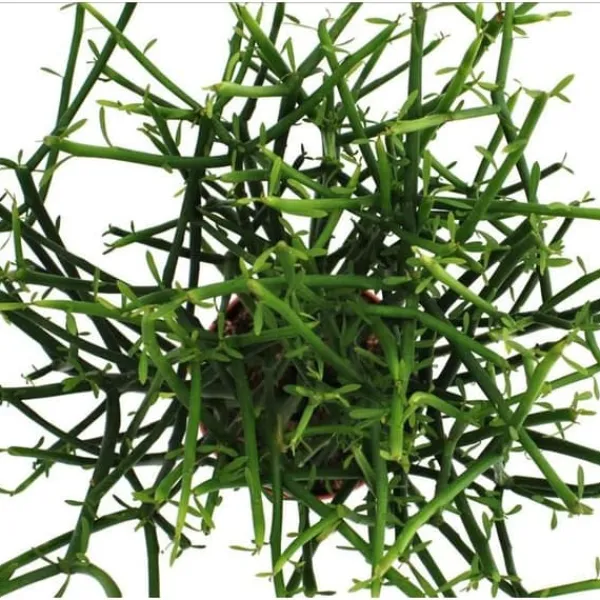 Euphorbia tirucalli - kritvax - stor växt i kruka 12 cm