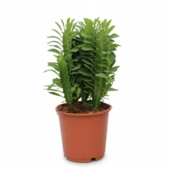 Discount Euphorbia Trigona Kaktus Ø12 cm Höjd ca 40 cm Krukväxter Inomhus
