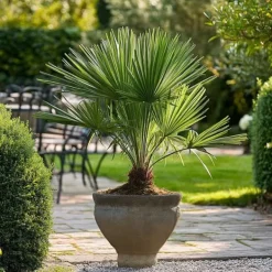 Europeiska Dvärgpalm - Set om 2 - Chamaerops humilis - Höjd 50-60cm - ⌀15cm
