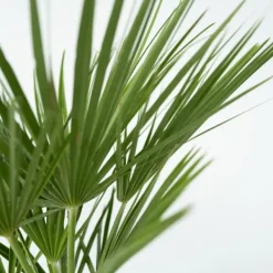 Europeiska Dvärgpalm - Set om 2 - Chamaerops humilis - Höjd 50-60cm - ⌀15cm