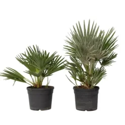 Europeiska Dvärgpalm - Set om 2 - Chamaerops 'Vulcano' - Höjd 35-45cm - ⌀19cm