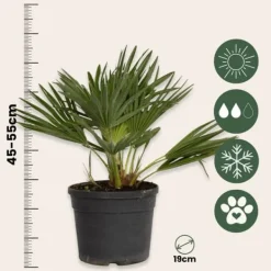 Europeiska Dvärgpalm - Set om 2 - Chamaerops 'Vulcano' - Höjd 35-45cm - ⌀19cm