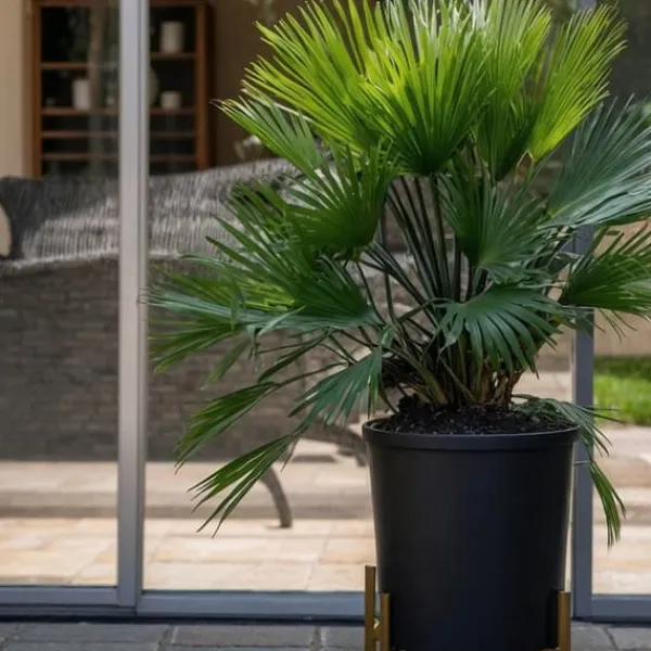 Europeiska Dvärgpalm - Set om 2 - Chamaerops 'Vulcano' - Höjd 35-45cm - ⌀19cm