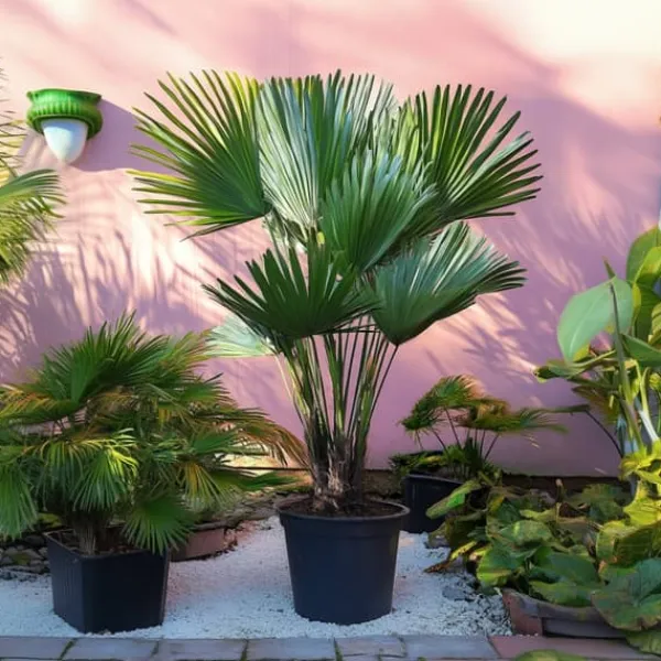 Europeiska Dvärgpalm - Set om 2 - Chamaerops 'Vulcano' - Höjd 35-45cm - ⌀19cm