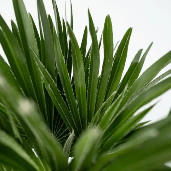 Europeiska Dvärgpalm - Set om 2 - Chamaerops 'Vulcano' - Höjd 35-45cm - ⌀19cm