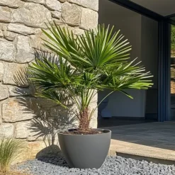 Europeiska Dvärgpalm - Set om 2 - Chamaerops humilis - Höjd 70-80cm - ⌀21cm