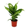 Outlet Exotenherz - Dieffenbachia "Compacta" - 1 planta - lättskött krukväxt - renar luften - 12 cm kruka Krukväxter Inomhus