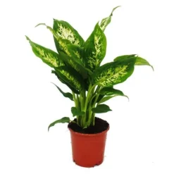 Outlet Exotenherz - Dieffenbachia "Compacta" - 1 planta - lättskött krukväxt - renar luften - 12 cm kruka Krukväxter Inomhus