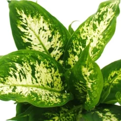 Outlet Exotenherz - Dieffenbachia "Compacta" - 1 planta - lättskött krukväxt - renar luften - 12 cm kruka Krukväxter Inomhus