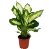 Online Exotenherz - Dieffenbachia "Camilla" - 1 planta - lättskött inomhusväxt - luftrenare - 12 cm kruka Krukväxter Inomhus