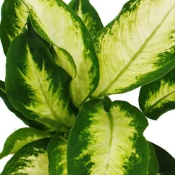 Online Exotenherz - Dieffenbachia "Camilla" - 1 planta - lättskött inomhusväxt - luftrenare - 12 cm kruka Krukväxter Inomhus