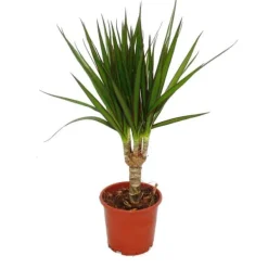 Exotenherz - drakträd - Dracaena marginata - 1 planta - lättskött inomhusväxt - luftrenare - 12 cm kruka Krukväxter Inomhus