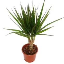 Exotenherz - drakträd - Dracaena marginata - 1 planta - lättskött inomhusväxt - luftrenare - 12 cm kruka Krukväxter Inomhus