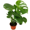 Outlet Exotenherz - fönsterblad - Monstera deliciosa - 1 planta - lättskött - luftrenare - 12cm kruka Krukväxter Inomhus