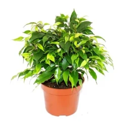 Discount Exotenherz - gråtande fikon - Ficus "Kinky" - gröna blad - 1 planta - lätt att underhålla - luftrenare - 12 cm kruka Krukväxter Inomhus