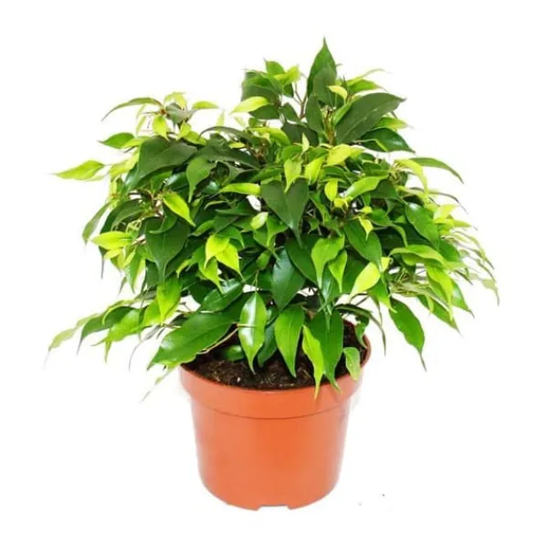 Discount Exotenherz - gråtande fikon - Ficus "Kinky" - gröna blad - 1 planta - lätt att underhålla - luftrenare - 12 cm kruka Krukväxter Inomhus