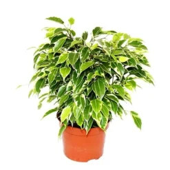 Exotenherz Björkfig Ficus Kinky vitprickiga blad 1 växt lättskött luftrenande 12cm kruka