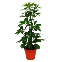 Exotenherz Strahlenaralie Schefflera arboricola Nora grönbladig 1 växt lättskött inomhusväxt luftrenande - 12cm kruka