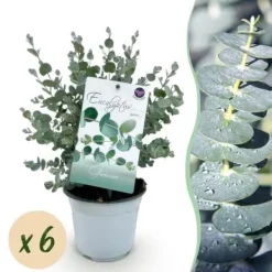 Outlet Exotisk hjärta - Eucalyptus Eucalyptus gunni Set om 6 - rustik 14cm kruka höjd 30cm Krukväxter Inomhus