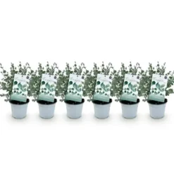 Outlet Exotisk hjärta - Eucalyptus Eucalyptus gunni Set om 6 - rustik 14cm kruka höjd 30cm Krukväxter Inomhus