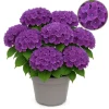Exotisk hjärta - Hortensia - Hydrangea Forever & Ever - Lila - 7-12 blommor - kruka 23cm Krukväxter Inomhus