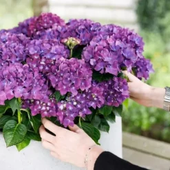 Exotisk hjärta - Hortensia - Hydrangea Forever & Ever - Lila - 7-12 blommor - kruka 23cm Krukväxter Inomhus