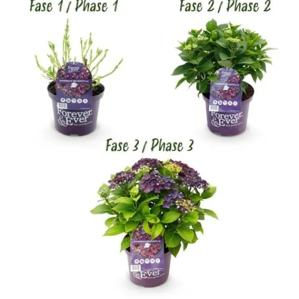 Exotisk hjärta - Hortensia - Hydrangea Forever & Ever - Lila - 7-12 blommor - kruka 23cm Krukväxter Inomhus