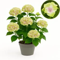 Exotisk hjärta - Hortensia - Hydrangea Magical Jewel Pink - 6-10 blommor - kruka 23cm