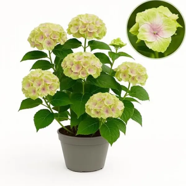 Exotisk hjärta - Hortensia - Hydrangea Magical Jewel Pink - 6-10 blommor - kruka 23cm