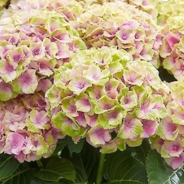 Exotisk hjärta - Hortensia - Hydrangea Magical Jewel Pink - 6-10 blommor - kruka 23cm