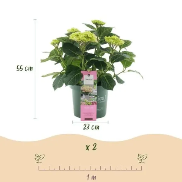 Exotisk hjärta - Hortensia - Hydrangea Magical Jewel Pink - 6-10 blommor - kruka 23cm
