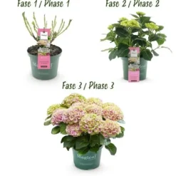 Exotisk hjärta - Hortensia - Hydrangea Magical Jewel Pink - 6-10 blommor - kruka 23cm