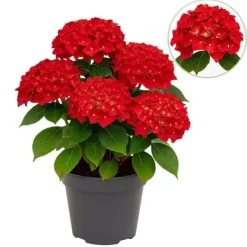 Exotisk hjärta - Hortensia - Hydrangea Forever & Ever - Röd - 7-12 blommor - kruka 23cm