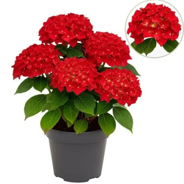 Exotisk hjärta - Hortensia - Hydrangea Forever & Ever - Röd - 7-12 blommor - kruka 23cm