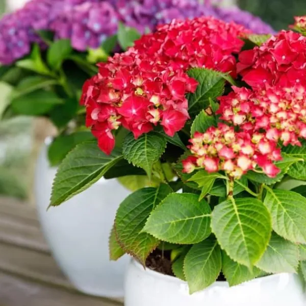 Exotisk hjärta - Hortensia - Hydrangea Forever & Ever - Röd - 7-12 blommor - kruka 23cm