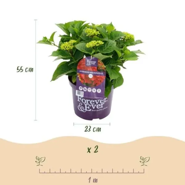 Exotisk hjärta - Hortensia - Hydrangea Forever & Ever - Röd - 7-12 blommor - kruka 23cm