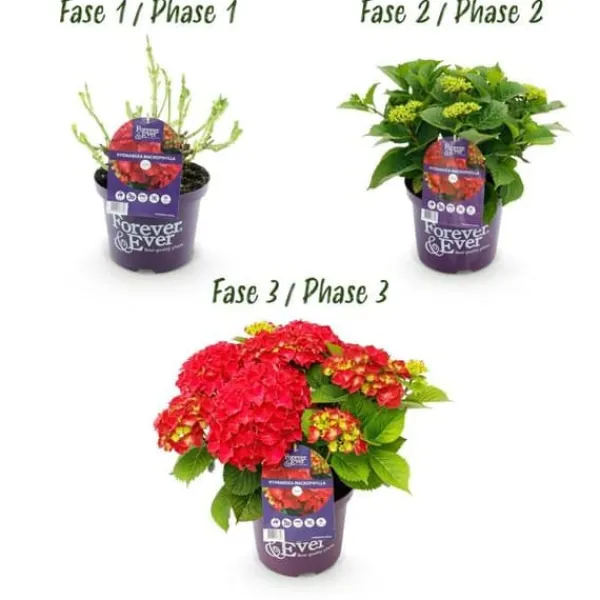 Exotisk hjärta - Hortensia - Hydrangea Forever & Ever - Röd - 7-12 blommor - kruka 23cm