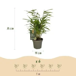 Best Exotisk hjärta Bambus - Fargesia rufa - Grön - Set med 2 krukor 14cm Höjd 35cm Trädgårdsväxter