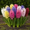 Best Exotisk hjärta blomlökar - Hyacint blandade färger (10 stycken) diameter 14-15cm Blommor