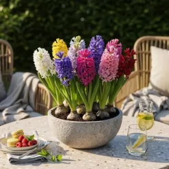 Best Exotisk hjärta blomlökar - Hyacint blandade färger (10 stycken) diameter 14-15cm Blommor
