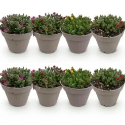 Exotisk hjärtan marktäckare - Delosperma Mix - rustik - Set om 8 - kruka på 14 cm